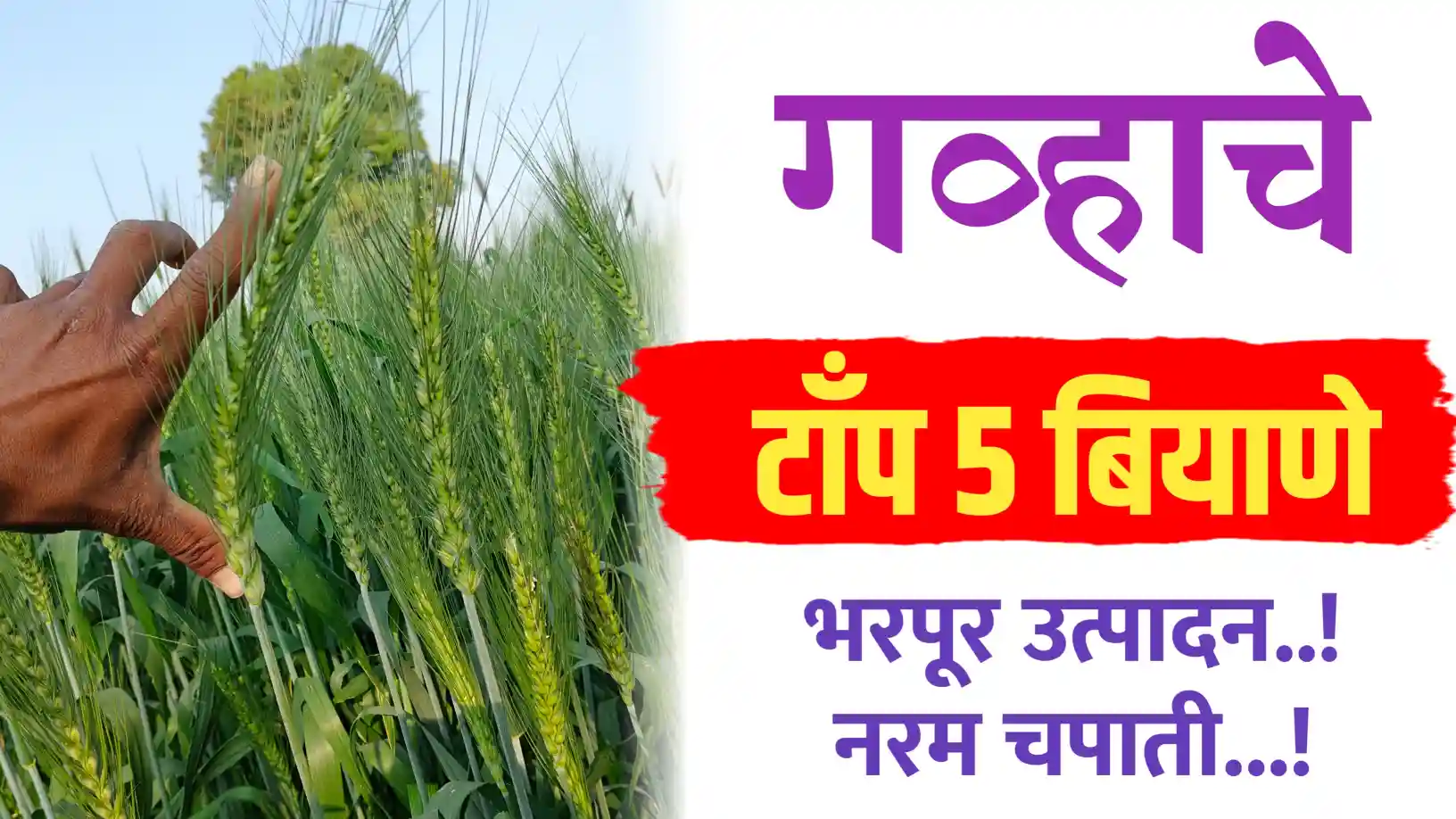 गव्हाचे सर्वोत्तम बियाणे