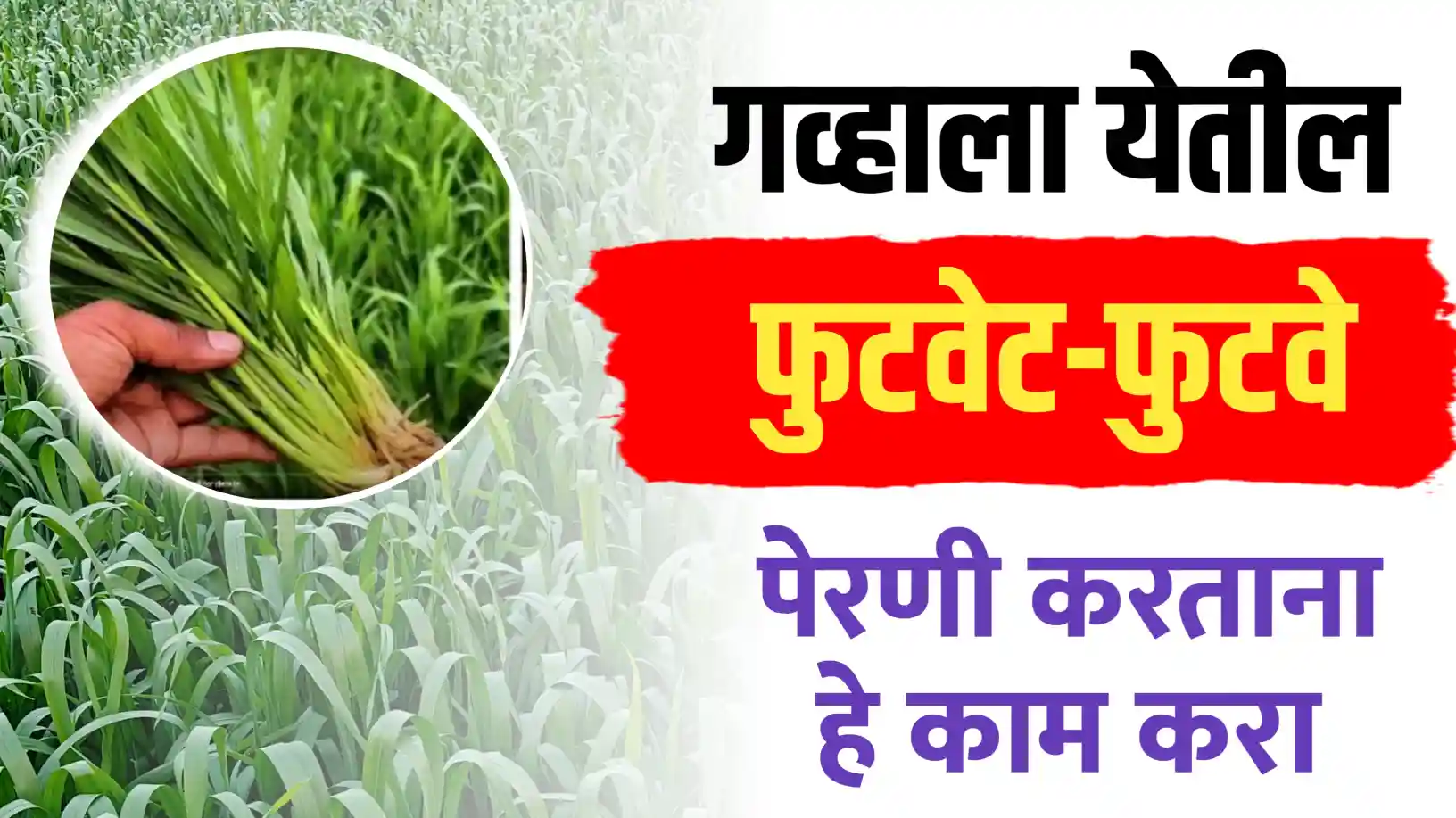 गहू पिकाच्या जबरदस्त