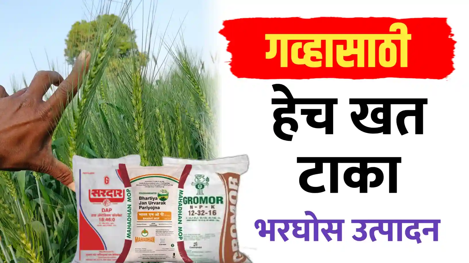 गहू खत व्यवस्थापन