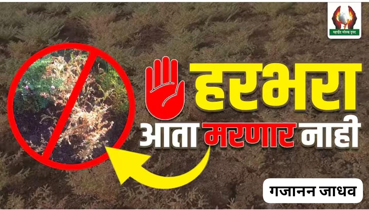 हरभरा-आता-मरणार-नाही