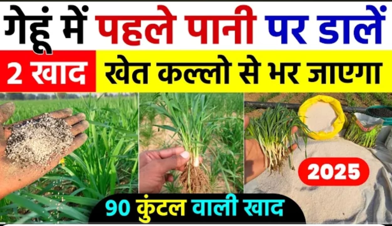 गेहूं की फसल में