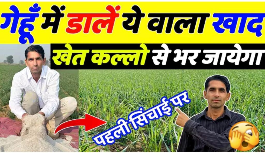 गेहूं में पहला पानी पर डाले ये 2 खाद, खेत कल्लो से भर जायेगा