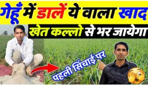 गेहूं में पहला पानी पर डाले ये 2 खाद, खेत कल्लो से भर जायेगा