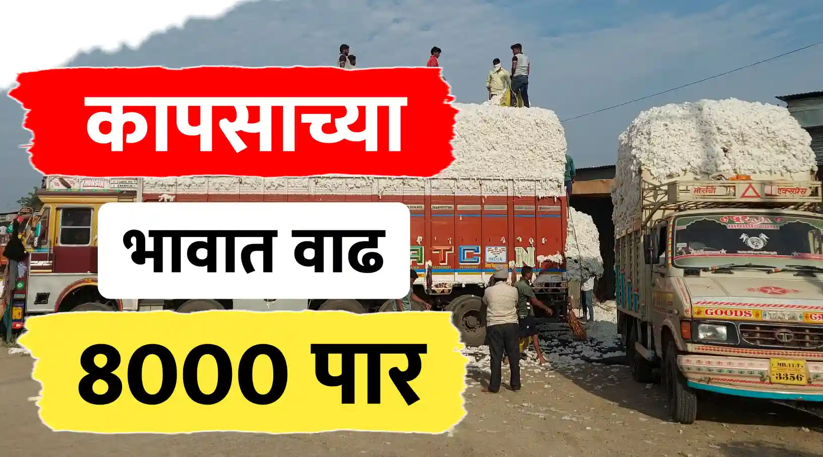 कापूस दरात अखेर ८००० चा