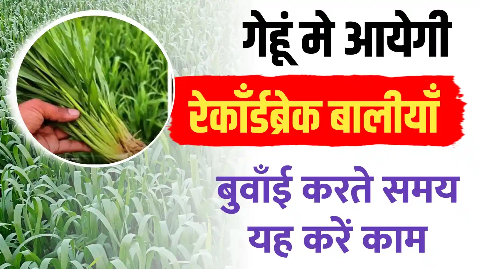 गेहूं की फसल में बालीयाँ