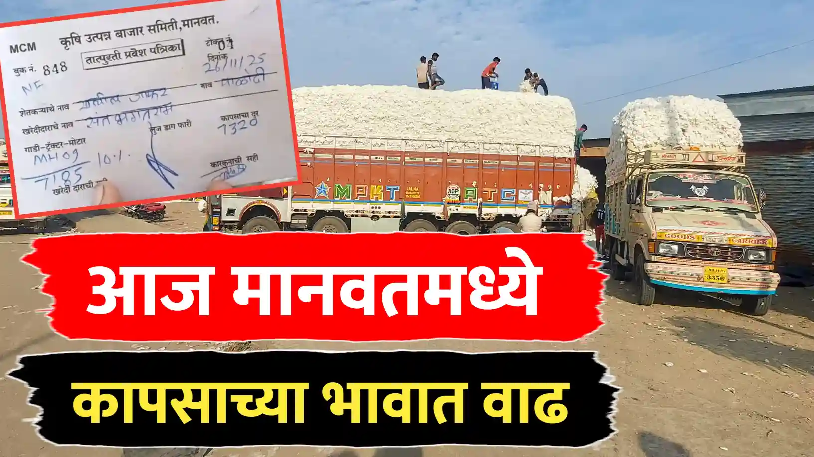 मानवतमध्ये कापसाच्या