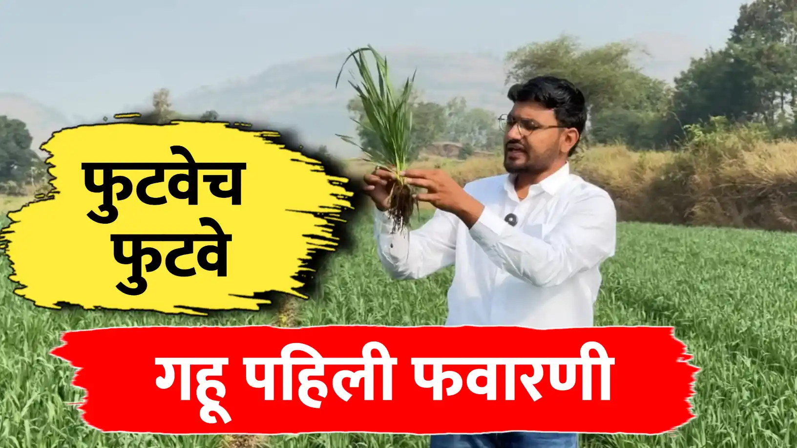 गहू पिकासाठी पहिली फवारणी