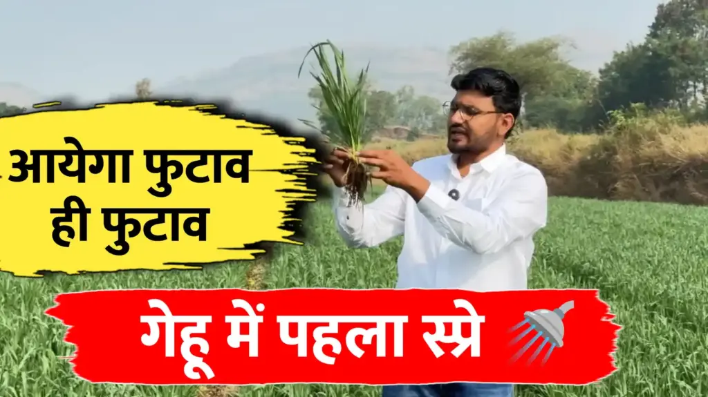 गेहूं का पहला स्प्रे: कल्ले (फुटवा) बढ़ाने के लिये यही स्प्रे करना