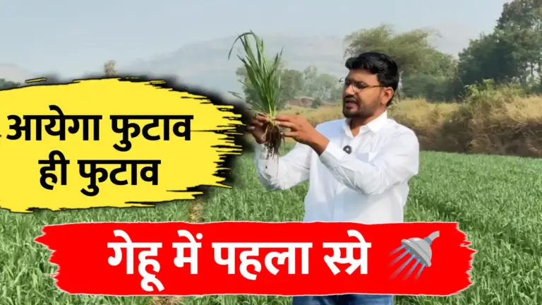 गेहूं का पहला स्प्रे: कल्ले (फुटवा) बढ़ाने के लिये यही स्प्रे करना