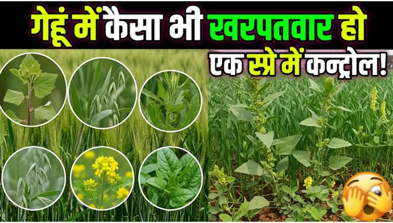 गेहूं के टाँप 8 खनपवार नाशक ; एक स्प्रे मे घास जड से खतम