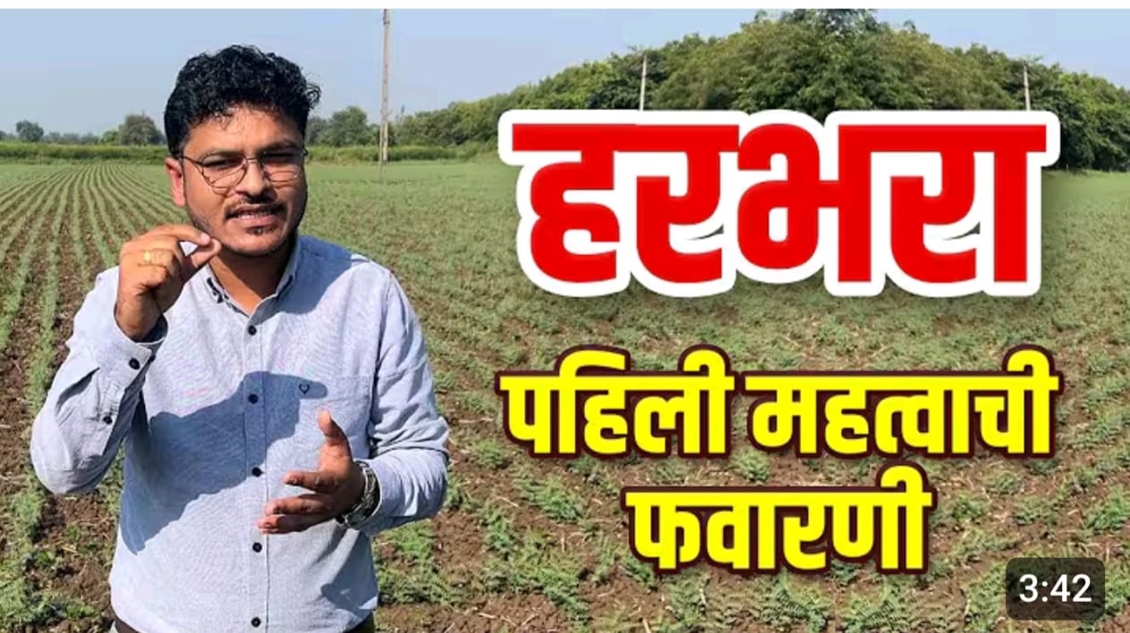 हरभरा पिकासाठी पहिली फवारणी